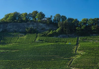 Weingut am Steinig Tisch - Führung mit dem Winzer